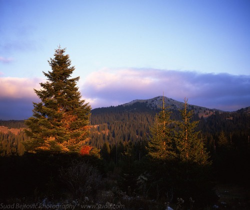 Last Light on Pines